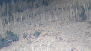 Elk_Hunting_3