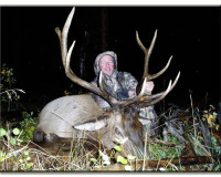 Dick's elk 2