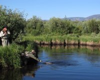 North Fork Landing Fish
